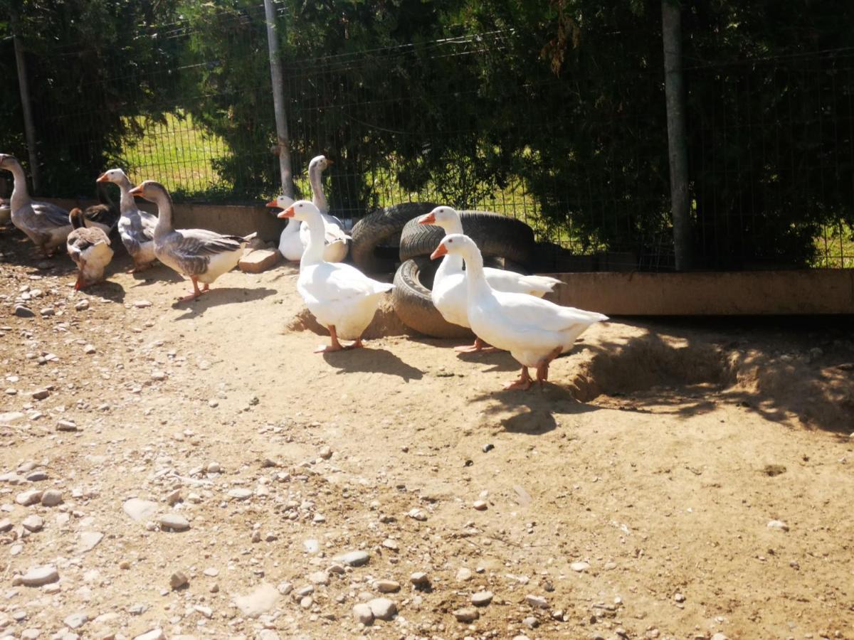 Hotel Langa Stana Curtea de Argeş Zewnętrze zdjęcie