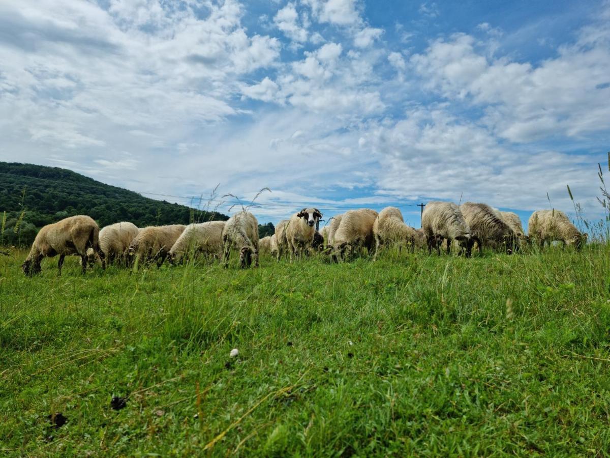 Hotel Langa Stana Curtea de Argeş Zewnętrze zdjęcie